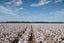 Australian Cotton